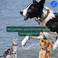 🐾 🔋 Pet Power